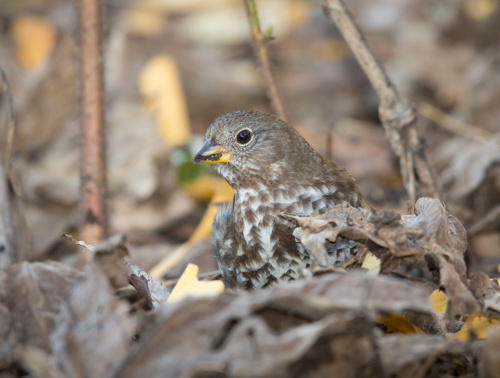 Fox sparrow