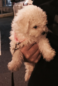 scout