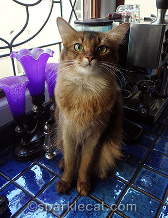 Stray cats in EVERY city need your help!