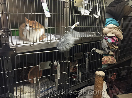 My human wanted to take home the pretty orange and white cat but I said no