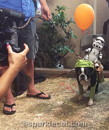 I don't think this dog was as happy as I was to be wearing a costume!