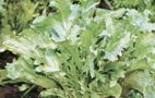 endive