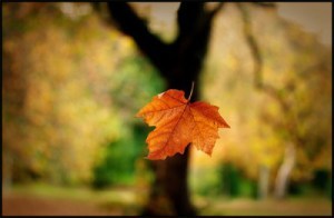 autumn leaf falling