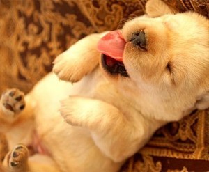 sleepingpuppy4
