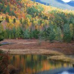 Bigelow Foliage
