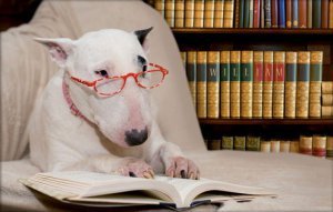 dogs_read