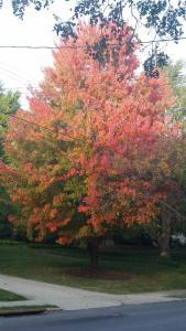 * raro, in red and orange *