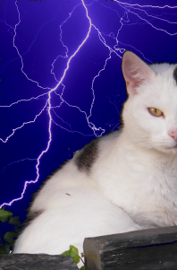 frankenkitty