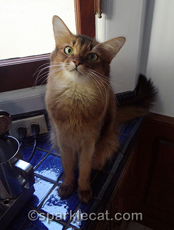 Somali cat, National Cat Day