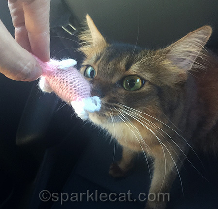 Somali cat with catnip toy