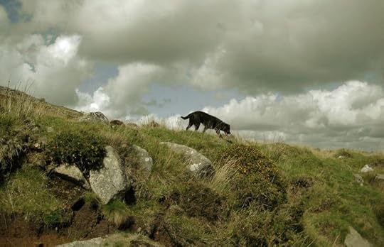 Tilly on Dartmoor near Belstone