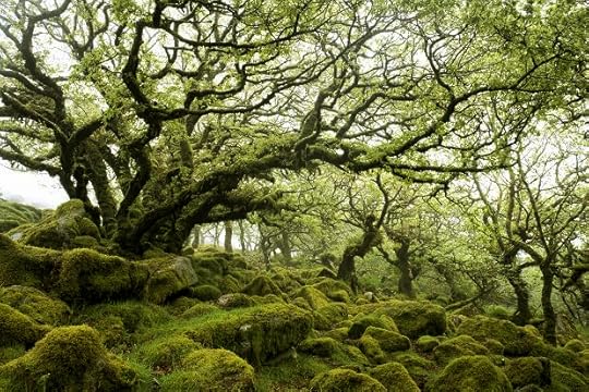 Wistman's Wood, Dartmoor