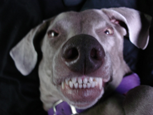Snarling Dog