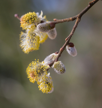 Salix scouleriana