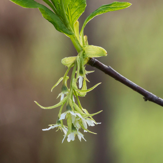 Oemleria cerasiformis