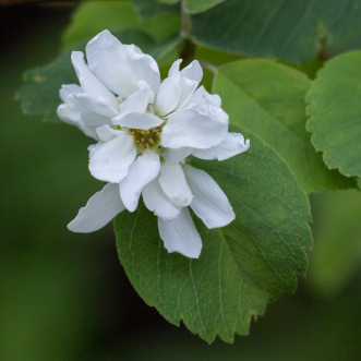 Amelanchier alnifolia