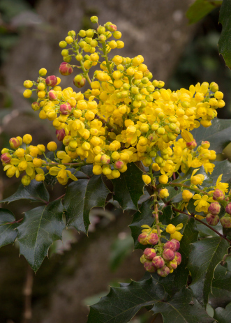 Mahonia aquifolium