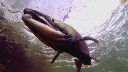 Salmon-from-below-Sockeye.jpg