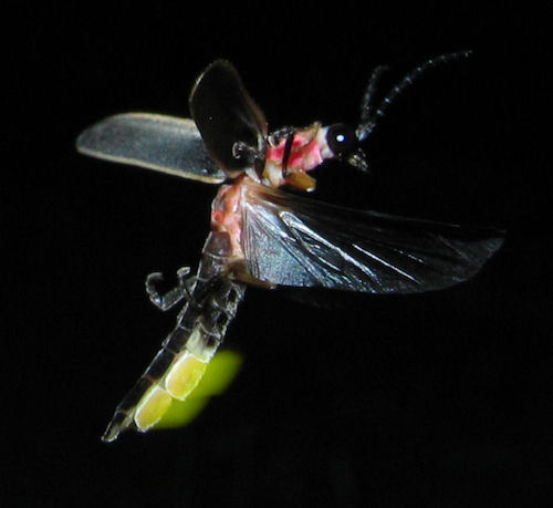 Photinus_pyralis_Firefly_glowing.jpg