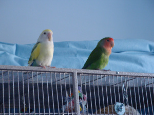 Liz's birds