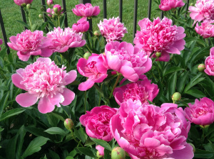 Peonies