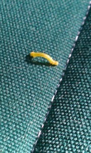 Shack, inchworm
