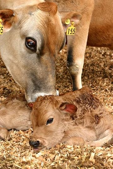 mother cow and calf: 