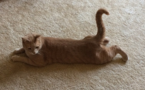 Jake chasing the red dot