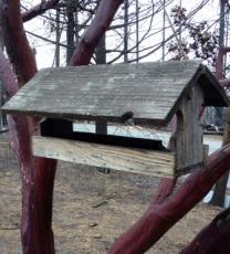 Fire bird feeder survives