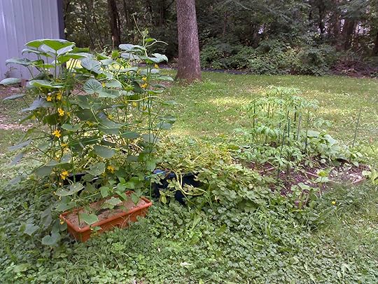 Vegetables in containers