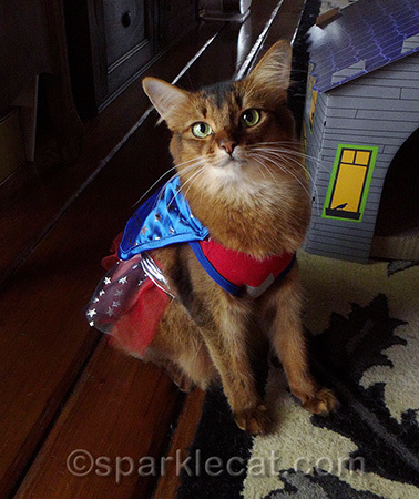 Somali cat in Wonderwoman costume