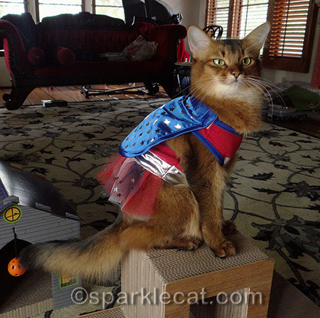 Somali cat, superhero cat costume