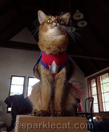 Somali cat looking dramatic, cat costume for Halloween