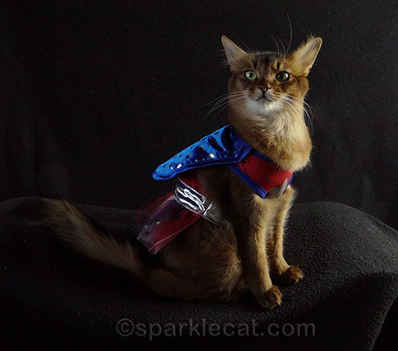 cat halloween costume, somali cat, superhero cat