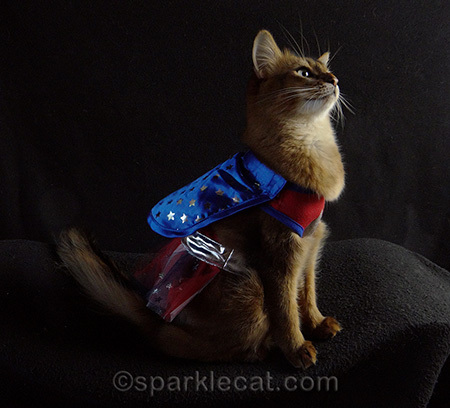 Somali cat in Wonderwoman costume, cat costume profile