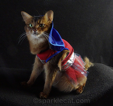 Somali cat, wonderwoman cat costume, cat costume malfunction