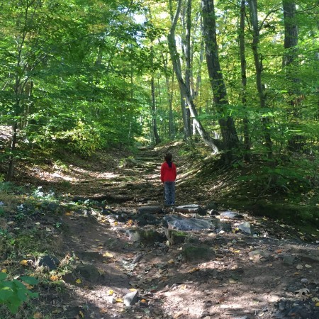 In The Woods