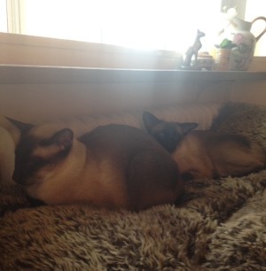 Katterna snarkar vid elementet. Gud som de älskar elementet.