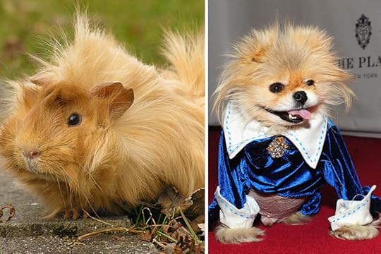 lisa-vanderpump-dog-guinea-pig-man-repeller
