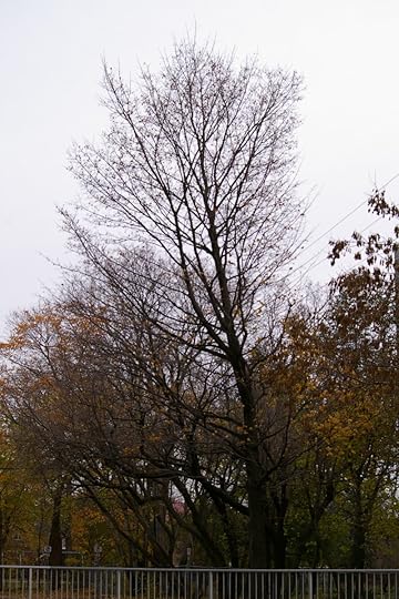 Tree Project - image61