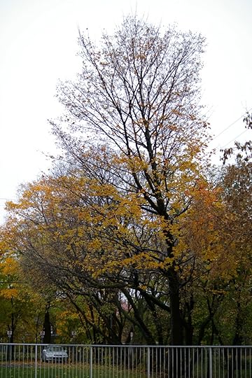 Tree Project - image 59