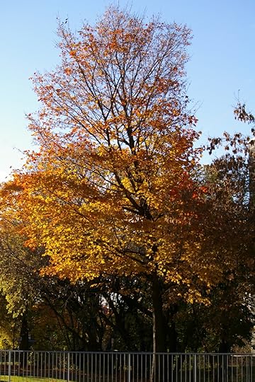 Tree Project - image 56