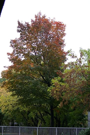 Tree Project - image 41