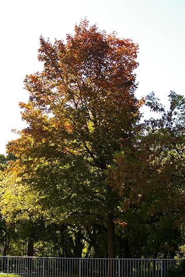 Tree Project - image 40