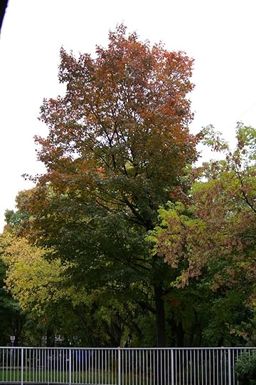 Tree Project - image 39