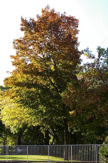 Tree Project - image 38