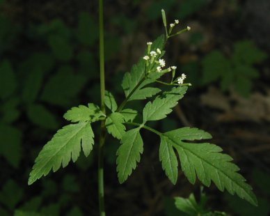 Photo by Barry Breckling/Creative Commons license