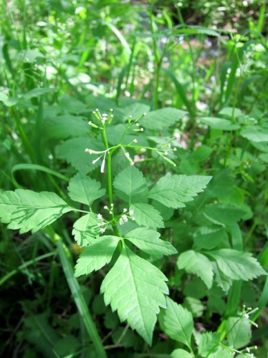 Photo by Mary Winter/Creative Commons license