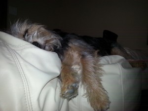 The Laziest Puppy in the World