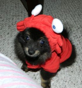 Sumo Lobster